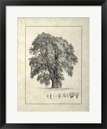 Framed Vintage Tree IV Print