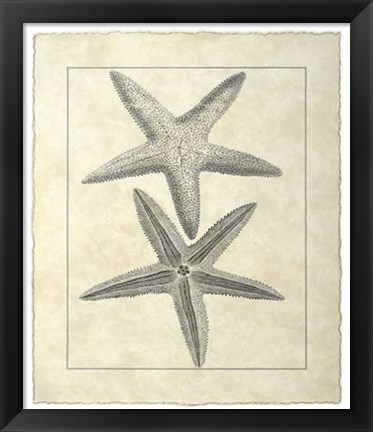 Framed Vintage Starfish I Print