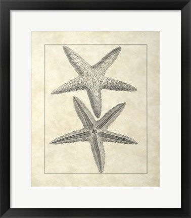 Framed Vintage Starfish I Print