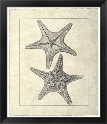 Framed Vintage Starfish II Print