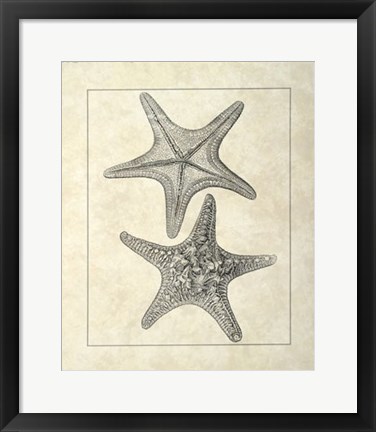 Framed Vintage Starfish II Print