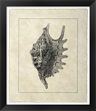 Framed Vintage Shell III Print