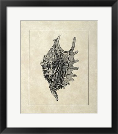 Framed Vintage Shell III Print