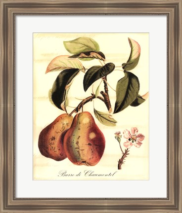 Framed Custom Tuscan Fruits IV (AO) Print