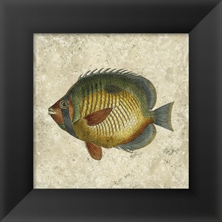 Framed Butterfly Fish I Print