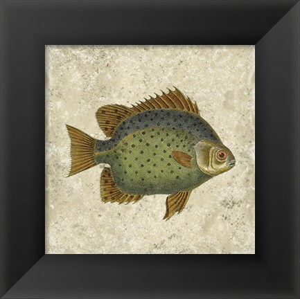 Framed Butterfly Fish II Print