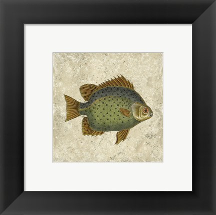 Framed Butterfly Fish II Print