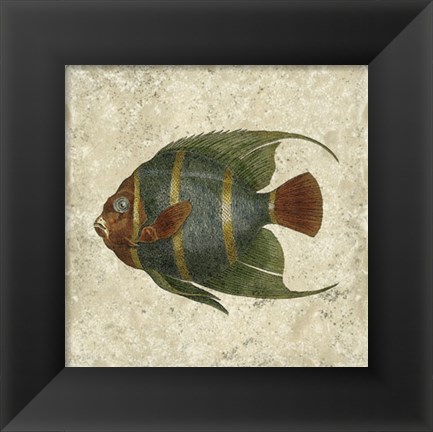 Framed Angel Fish I Print