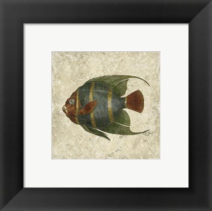 Framed Angel Fish I Print