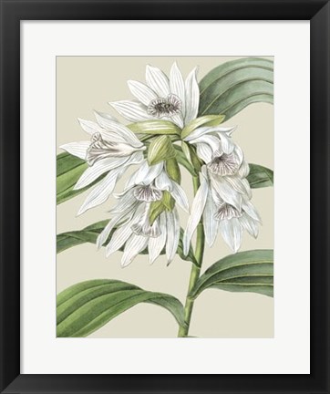 Framed Orchid Blooms III Print