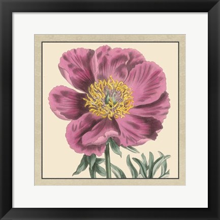 Framed Peony Collection III Print