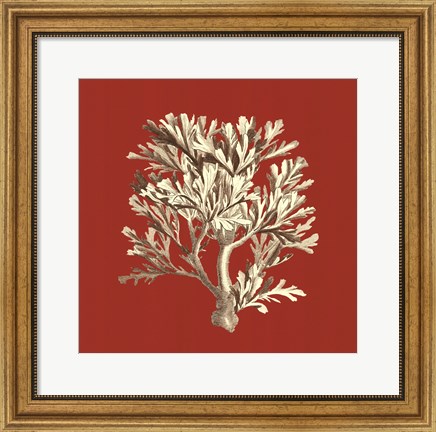 Framed Coral on Red IV Print