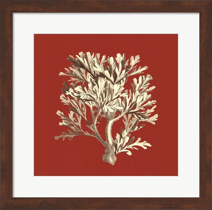 Framed Coral on Red IV Print