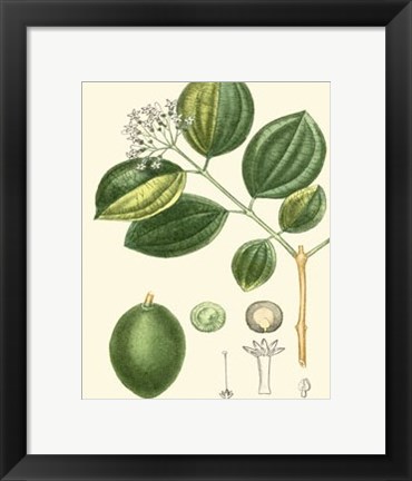 Framed Turpin Tropicals III Print