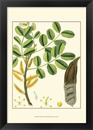 Framed Turpin Tropicals VI Print