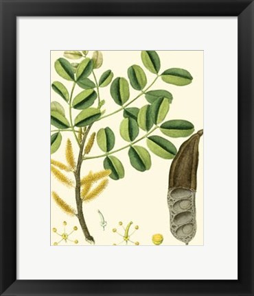 Framed Turpin Tropicals VI Print