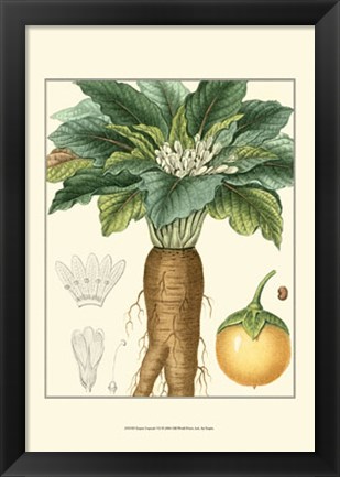 Framed Turpin Tropicals VII Print