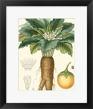 Framed Turpin Tropicals VII Print