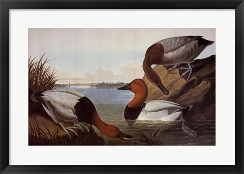 Framed Canvas Backed Duck Print