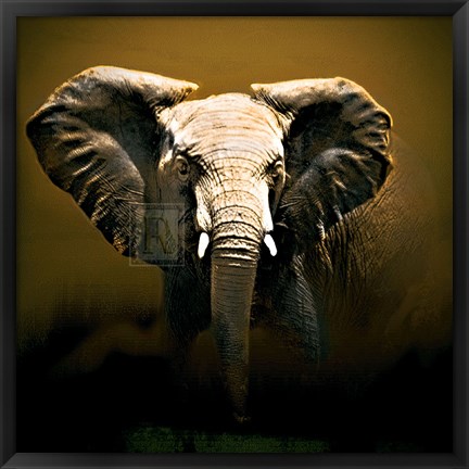 Framed On Safari Print