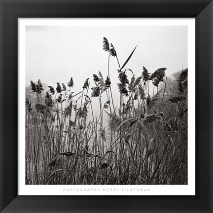 Framed Prospect Lake Grasses Print