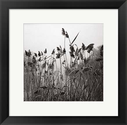 Framed Prospect Lake Grasses Print