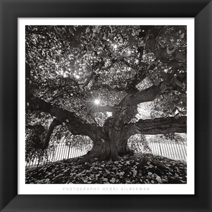 Framed Under Camperdown Elm, Prospect Park Print