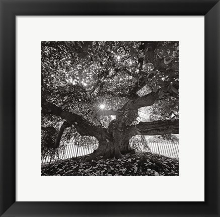 Framed Under Camperdown Elm, Prospect Park Print