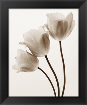 Framed Composition with Three Tulips Print