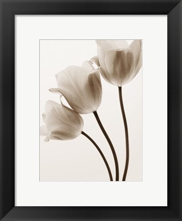 Framed Composition with Three Tulips Print