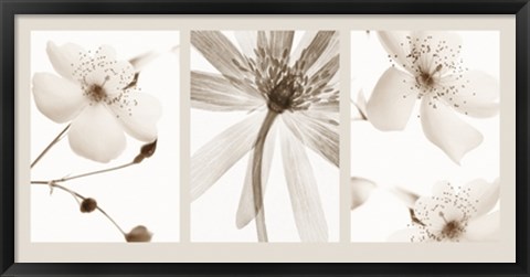 Framed Sepia Floral Print