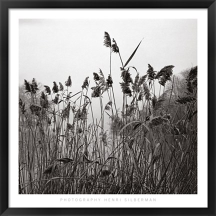 Framed Prospect Lake Grasses Print