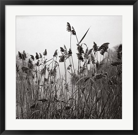 Framed Prospect Lake Grasses Print