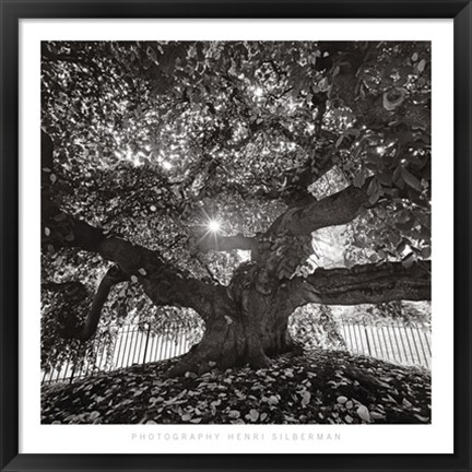 Framed Under Camperdown Elm, Prospect Park Print