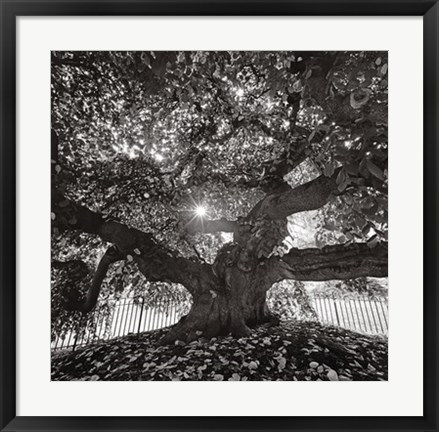 Framed Under Camperdown Elm, Prospect Park Print