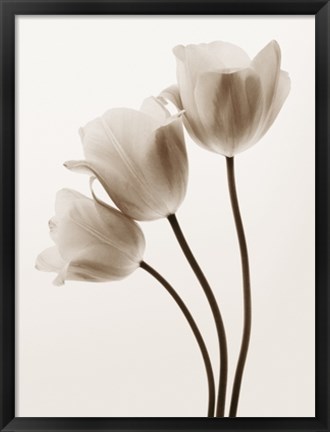 Framed Composition with Three Tulips Print