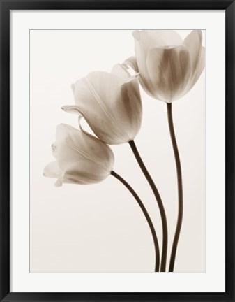 Framed Composition with Three Tulips Print