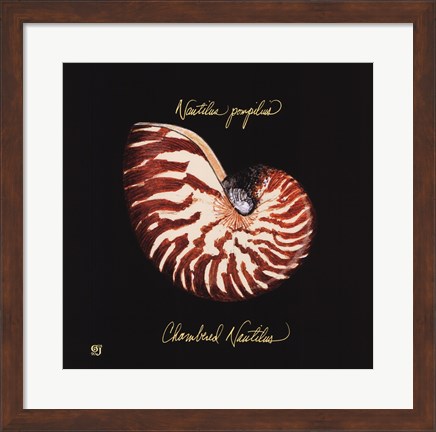 Framed Striking Shells II Print