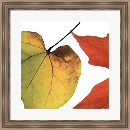 Framed Inflorescent Leaves I Print