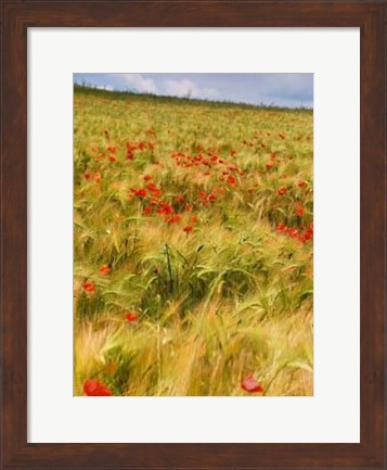 Framed Poppies in Field I Print