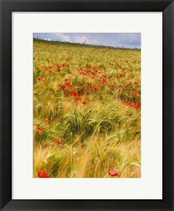 Framed Poppies in Field I Print