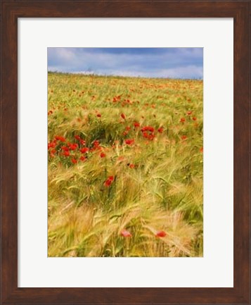 Framed Poppies in Field II Print