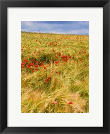 Framed Poppies in Field II Print