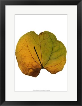 Framed Leaf Inflorescence III Print