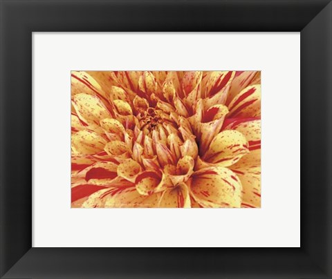 Framed Mini Graphic Dahlia III Print