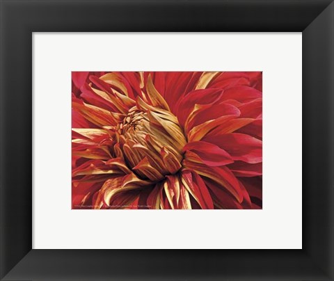 Framed Mini Graphic Dahlia IV Print