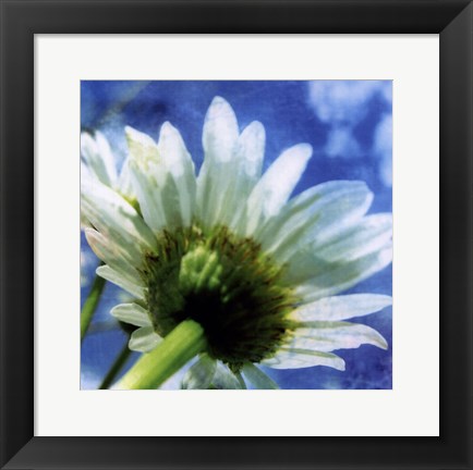 Framed Daisies I Print