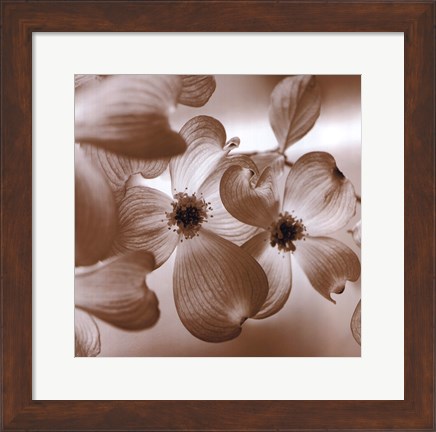 Framed Dogwood Print