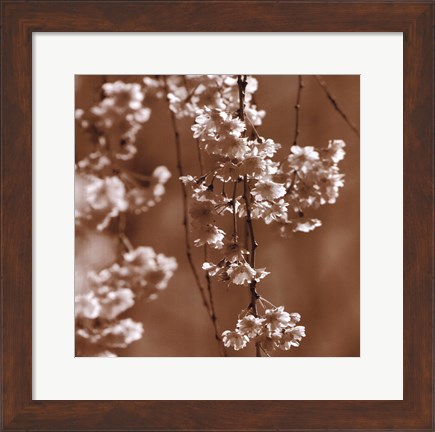 Framed Cherry Blossom Print