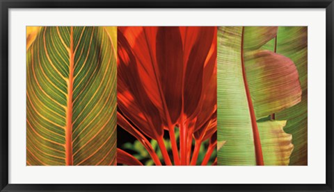 Framed Tropical Treasure I Print